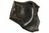Bargain, Fossil Nodosaur Tooth - Judith River Formation #313282-1